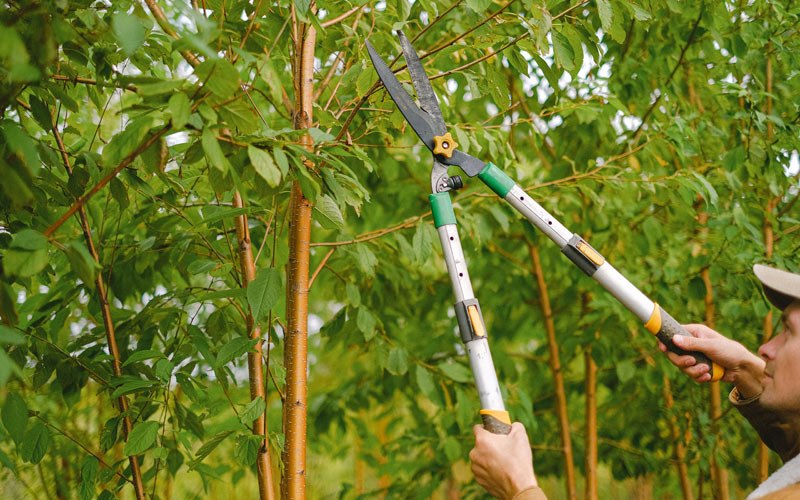 Tree trimming in Surrey, ND