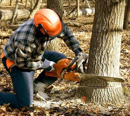 Tree Removal in Surrey, ND